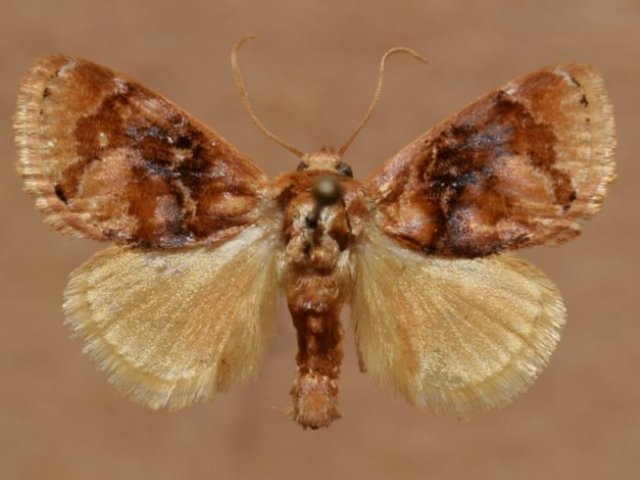 Pseudothosea albisignata